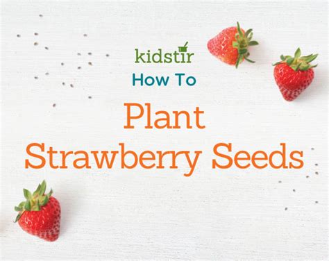 Kids Video: Planting Strawberry Seeds