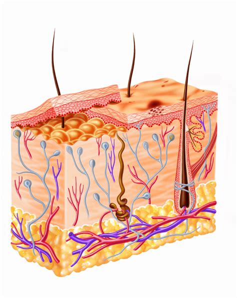 labeled diagram of human skin layers Success