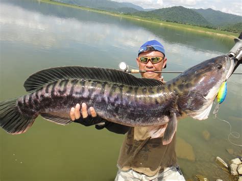 Thailand Giant Snakehead (Toman) And Wild Fishing.: 11.5kg & 7KG Giant Snakehead (Toman ...