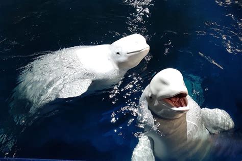 Iceland Releases Two Captive Beluga Whales Into Its Open-Sea Sanctuary