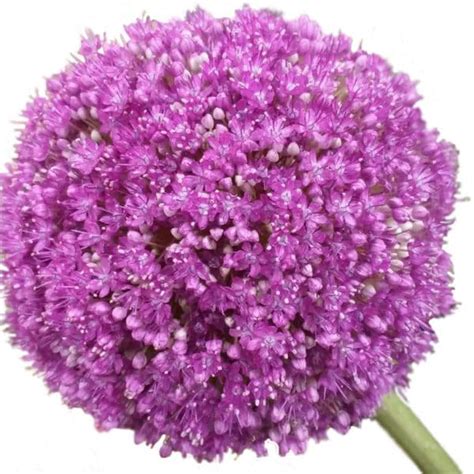 Purple Allium