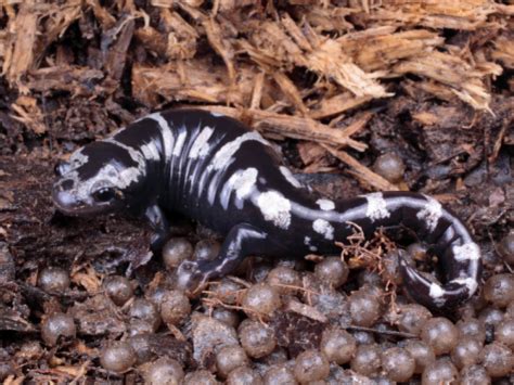 Wild South » Marbled Salamander (Ambystoma opacum)