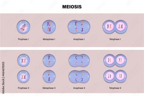 Prometaphase Meiosis