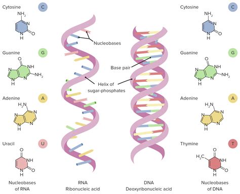 Differences Between Dna And Rna