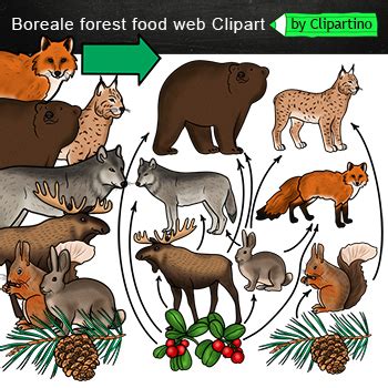 Coniferous Forest Food Web clipart/ Food Chain /Taiga /Boreale /Forest animals | Food web ...