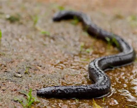 Bombay caecilian - Facts, Diet, Habitat & Pictures on Animalia.bio