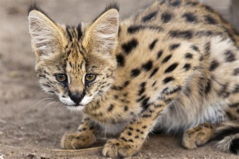 Serval Cat Breed Profile