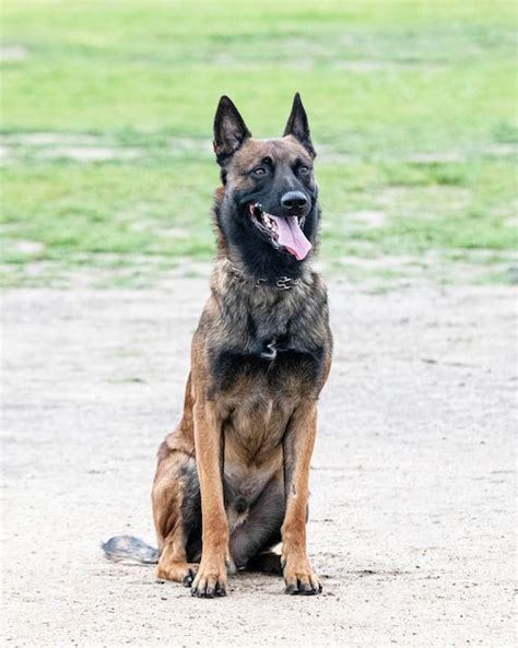 Premium Photo | Training of belgian shepherd