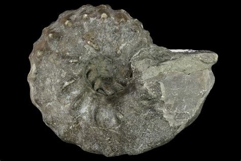 2.2" Fossil Ammonite (Pachydiscus) - Alaska (#117202) For Sale ...