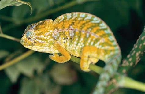 Carpet Chameleon Care Tips - Reptiles Magazine