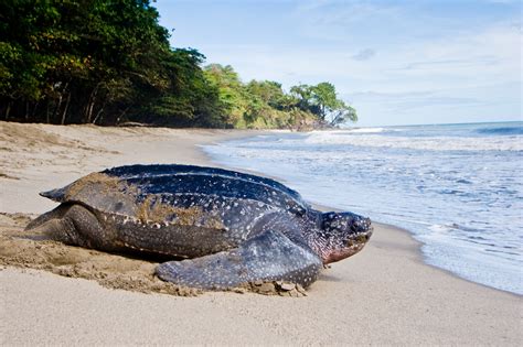 Leatherback Turtle — The State of the World's Sea Turtles | SWOT