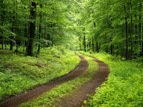 forest trail | Nature wallpaper, Hd nature wallpapers, Forest trail