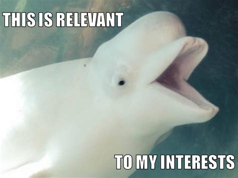 Beluga Whale Meme