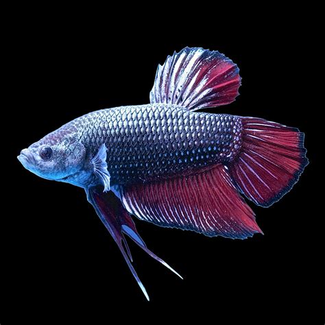 Male Halfmoon King Betta Fish | Petco