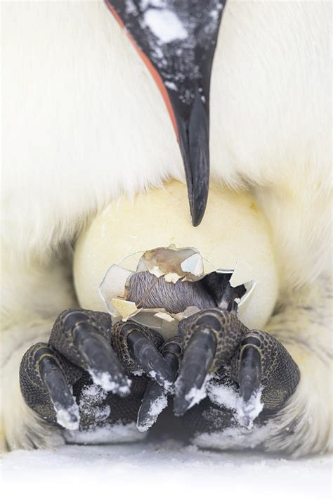 Emperor Penguin Egg Hatching On Father's Feet. Antarctica Photograph by Stefan Christmann ...