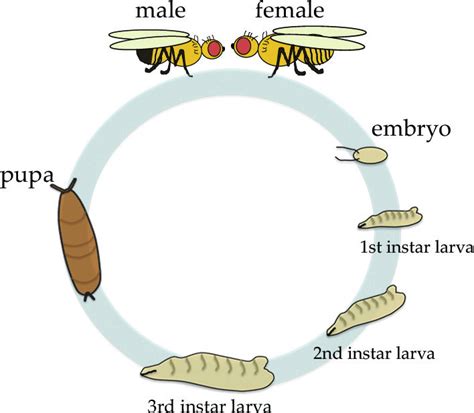 Fruit Flies Life Cycle