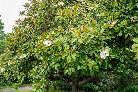 How to Grow Magnolia Grandiflora (Southern Magnolia Trees) (2022)