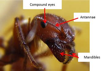 Ant Anatomy Lesson for Kids | Study.com