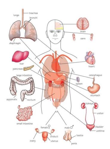 Human Anatomy Chapter 1: Orientation Flashcards | Quizlet