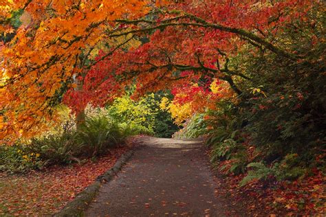 Lush, vibrant fall colors in Washington Park Arboretum in Seattle | Quantdare