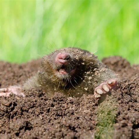 Yard Mole Removal Services Near Me | tax attorney orlando