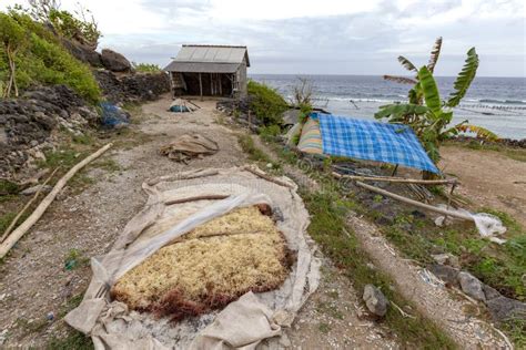 Seaweed farm stock photo. Image of plant, cove, blue - 11315180