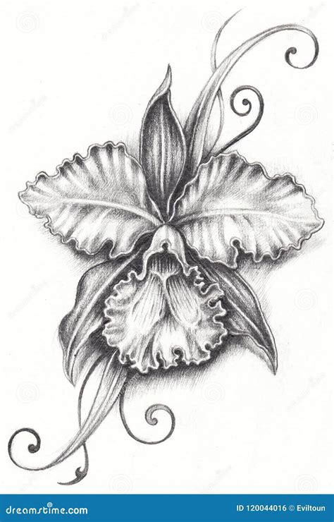 Art Cattleya Flower Tattoo illustrazione di stock. Illustrazione di modello - 120044016