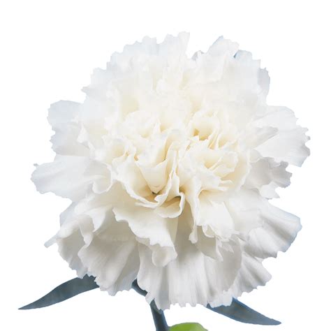 White Carnations - Aisha Flowers