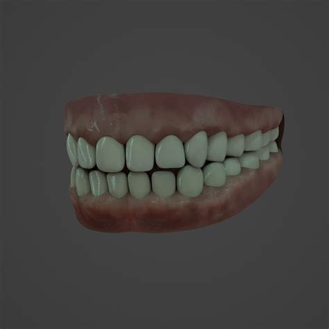 physical rendering model human teeth