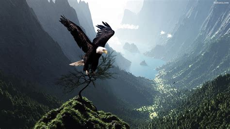 Eagle HD Wallpapers 29692 - Baltana