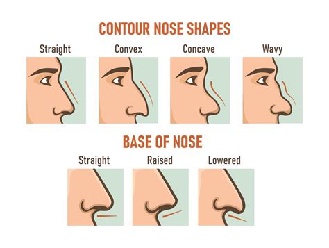 Contour nose shapes. Base of nose. Different types of noses. - Gold ...