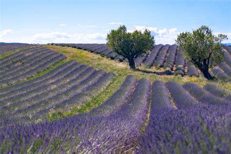 Best Lavender Fields of Provence, France - 2021 Guide!