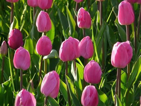 Top 10 Most Beautiful Tulip Flowers - Yabibo