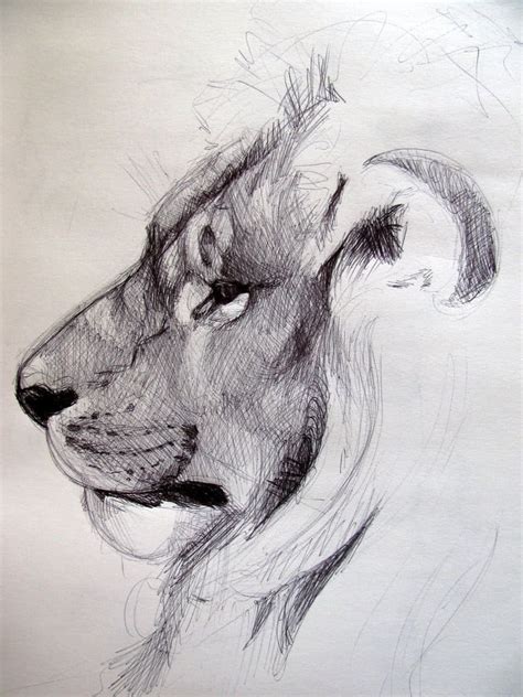 Realistic Pencil Drawings of Animals - Hoffman Courbeacced