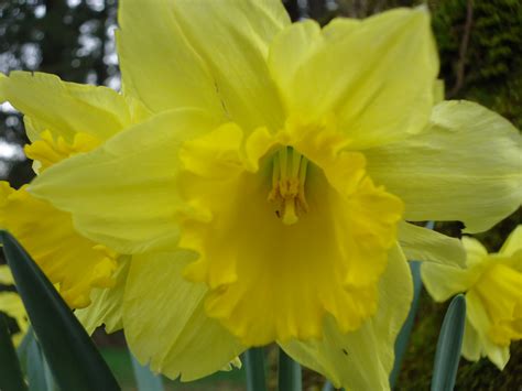 Yellow Daffodil Free Stock Photo - Public Domain Pictures