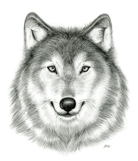 Wolf Head Drawings Realistic | Wolf drawing, Wolf face drawing, Wolf head drawing