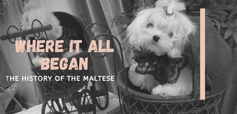 HISTORY OF THE MALTESE DOG