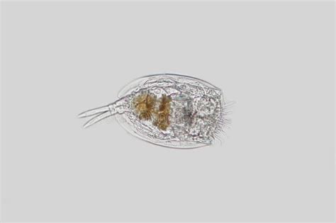 Freshwater Zooplankton Rotifer or Rotifera Euchlanis Stock Image ...