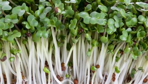 Broccoli Sprouts Are Super Broccoli – SuperFoodsRx | Change Your Life ...