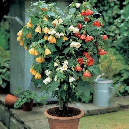 Abutilon (Flowering Maple) | www.coolgarden.me