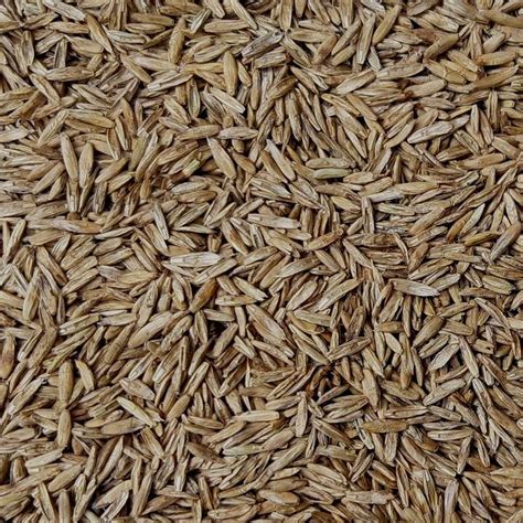 Annual Ryegrass Seed – John Boy Farms