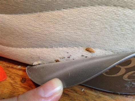 Causes and How to get rid of Carpet Beetles - Pittsburgh Carpet