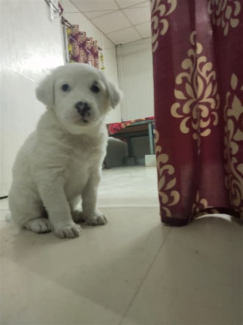 Africanis Puppies For Sale | Jaisalmer, RJ #480974