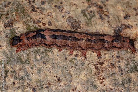 Black Witch moth caterpillar Stock Photo | Adobe Stock