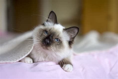 10 Best Cat Breeds for Kids