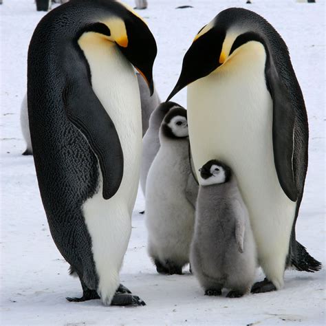 🔥 [50+] Penguin Family Wallpapers | WallpaperSafari