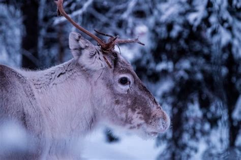 4 Ethical Sami Tours (and Tromso Reindeer Farms You Can Visit!)