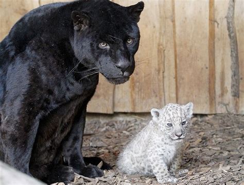 Best Photo: Meet the world's first white jaguar cubs born in captivity