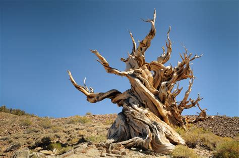 The Amazing World : Methuselah Tree (World's Oldest Tree), Inyo County, California, US