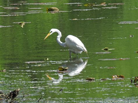 Wood Lake Wetlands | 365 Days of Birds